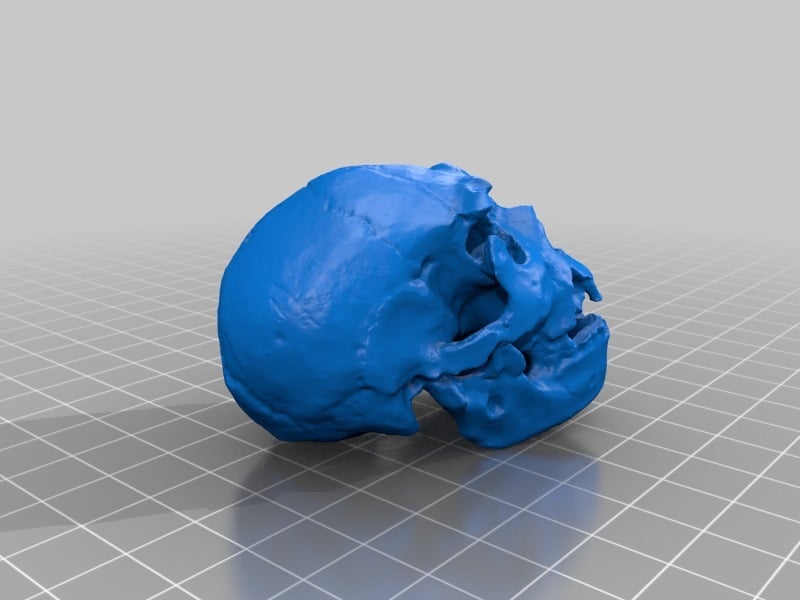 Homo Heidelbergensis Skull