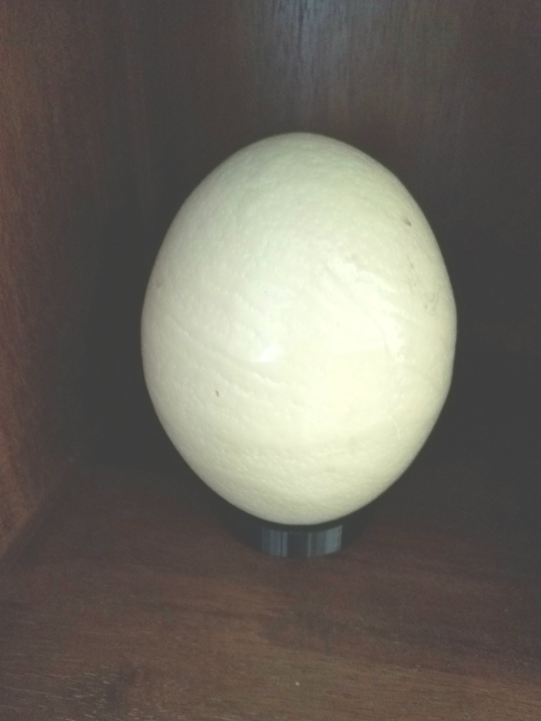 Ostrich Egg holder