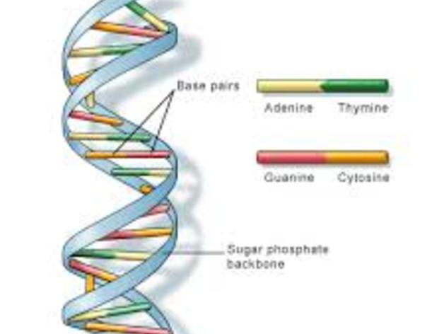 INTERACTIVE DNA MODEL