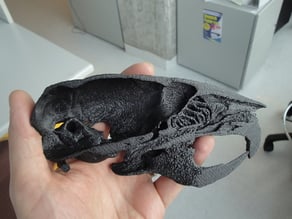 Mouse skull (from micro-CT)