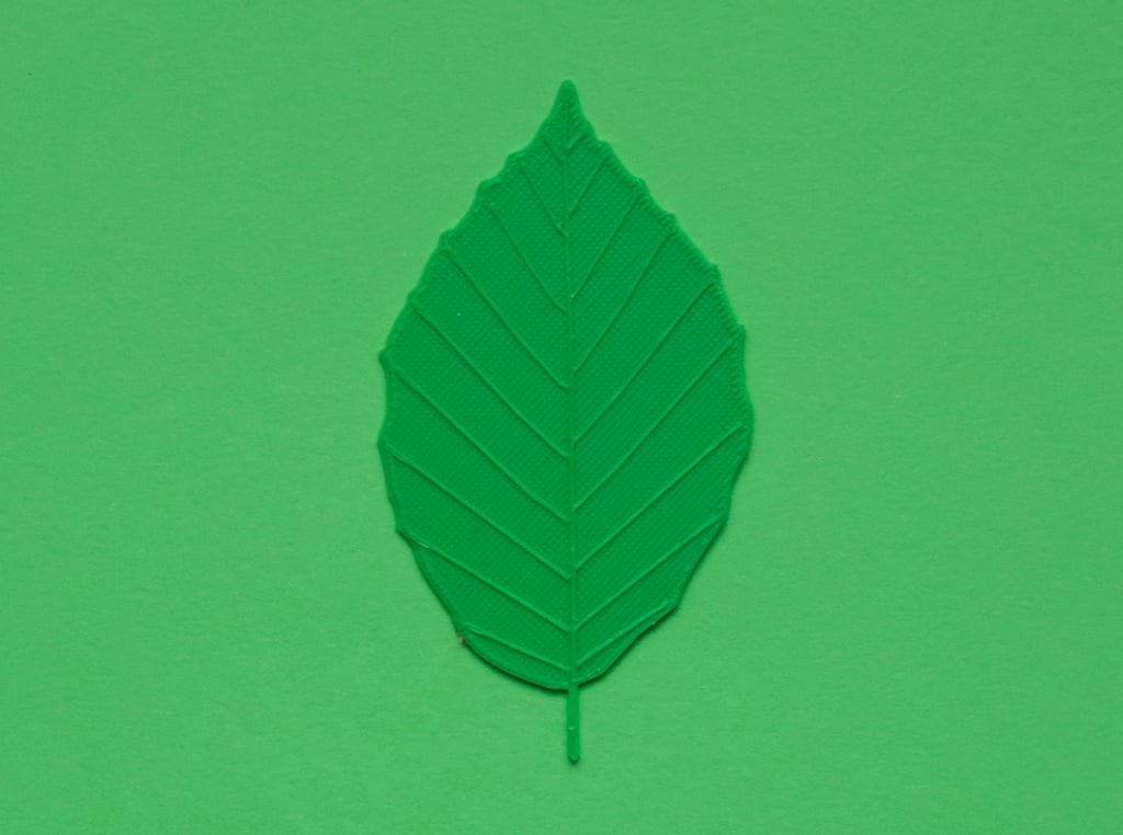 Beech tree leaf