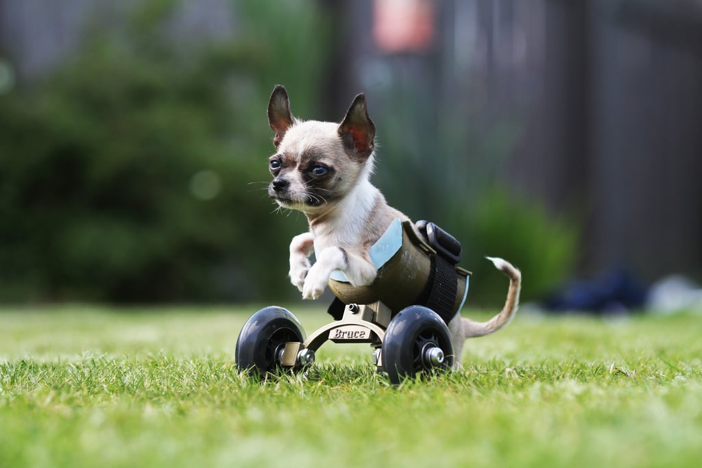 Wheelchair for small dog/cat
