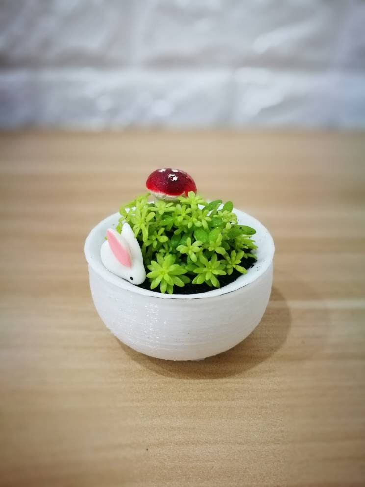 succulent pot and saucer tray