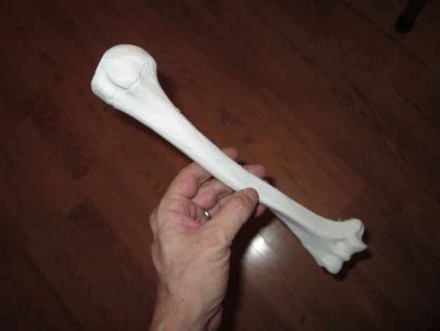 Humerus_Right Human Skeleton Upper Arm Bone