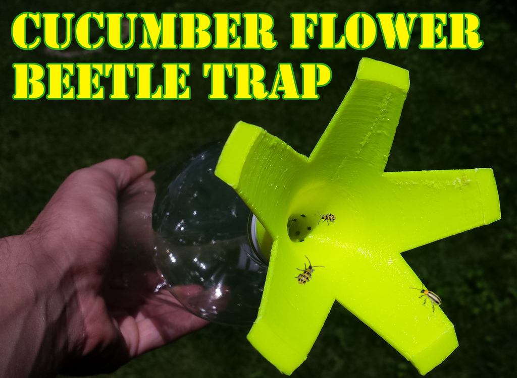 Cucumber flower beetle trap