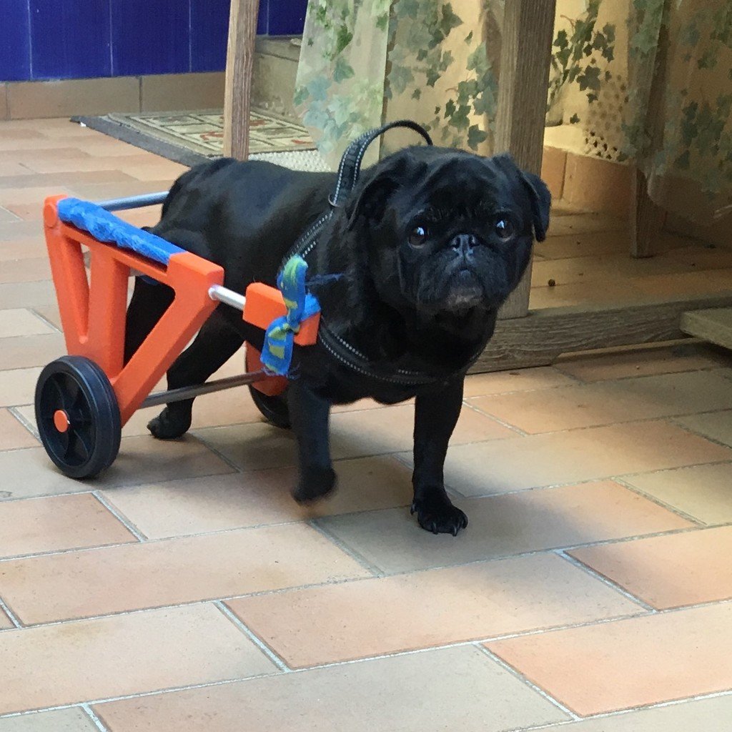 Pug Wheels (Dog Wheelchairs)