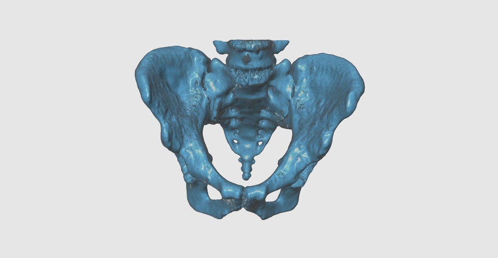 pelvis bone