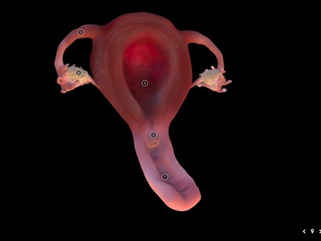 Anatomical Uterus, Vagina, and Internal Sex Organs