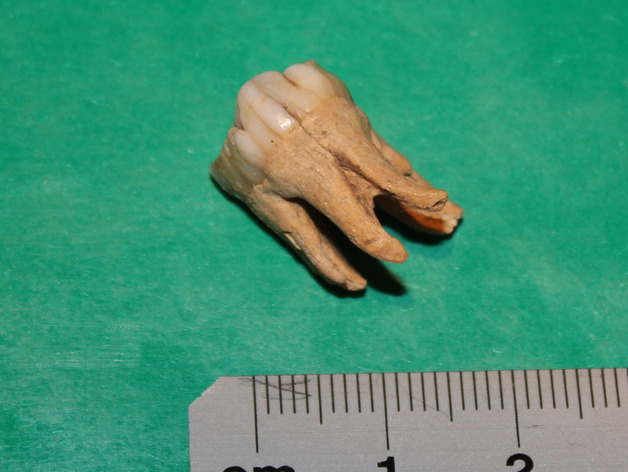 Tooth From The Fields