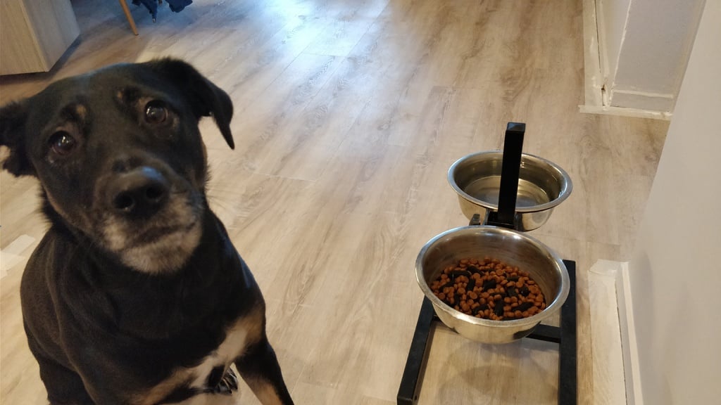 Slow feed dog bowls