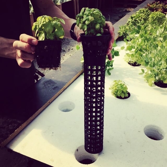 Root shield for aquaponics system. Prevents fish from eating roots.