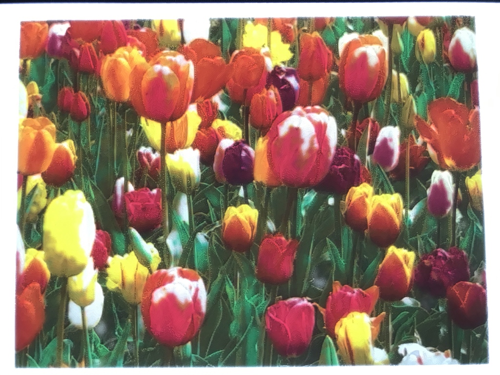 Color Lithophane Tulips