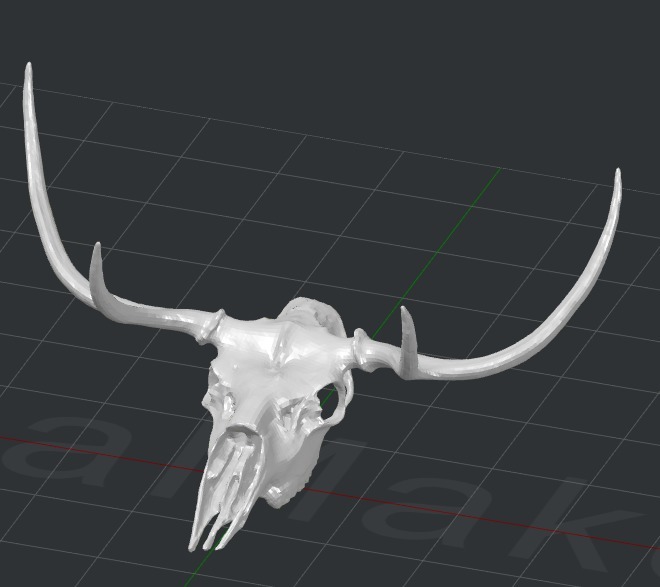 Whitetail Deer Skull 4 Point