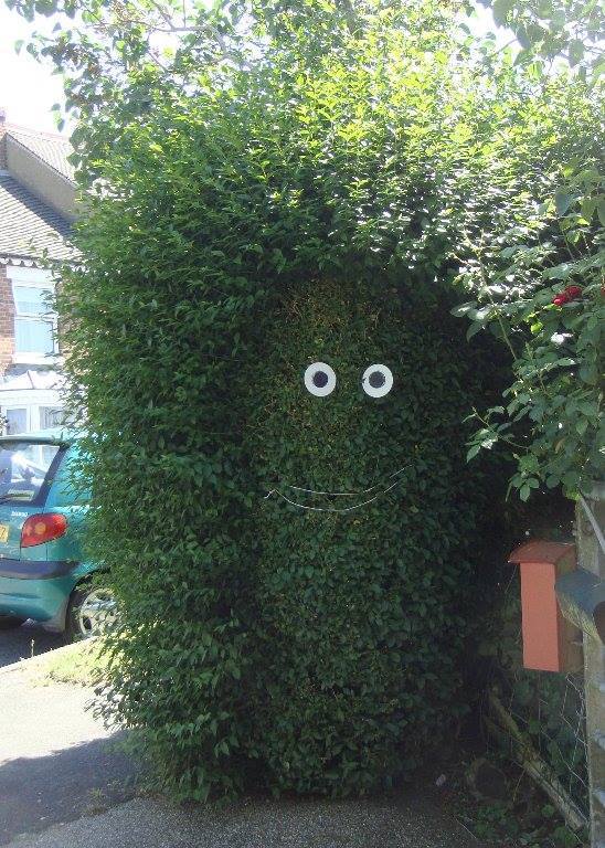 Hedge Eyes - Eyes for hedges :-)