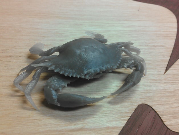 Chesapeake Blue Crab