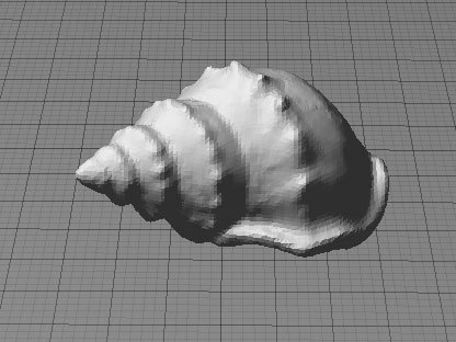 Sea Shell (from Digitizer Scan)