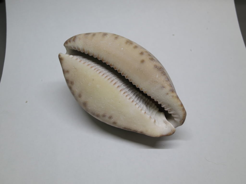 Cowry (Cowrie) Shell 