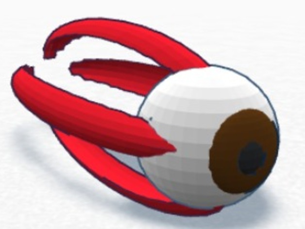 Eye with Muscles