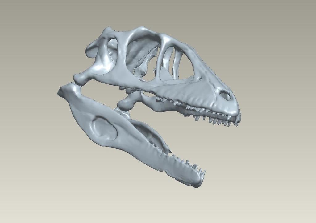Real Scan Raptor Skull