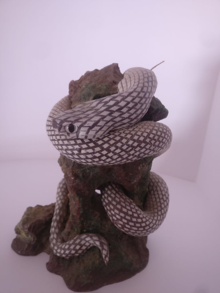 Snake on a rock - Serpiente sobre una roca