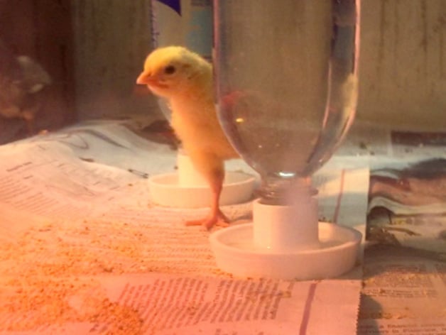 Baby Chick Water Bottle Dish