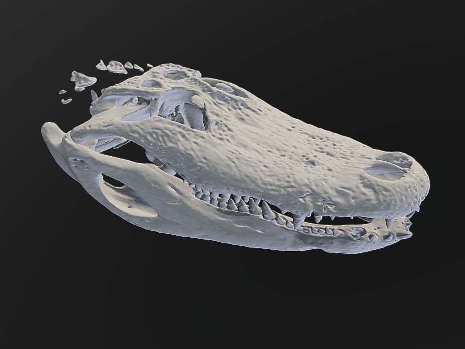 Aligator Skull