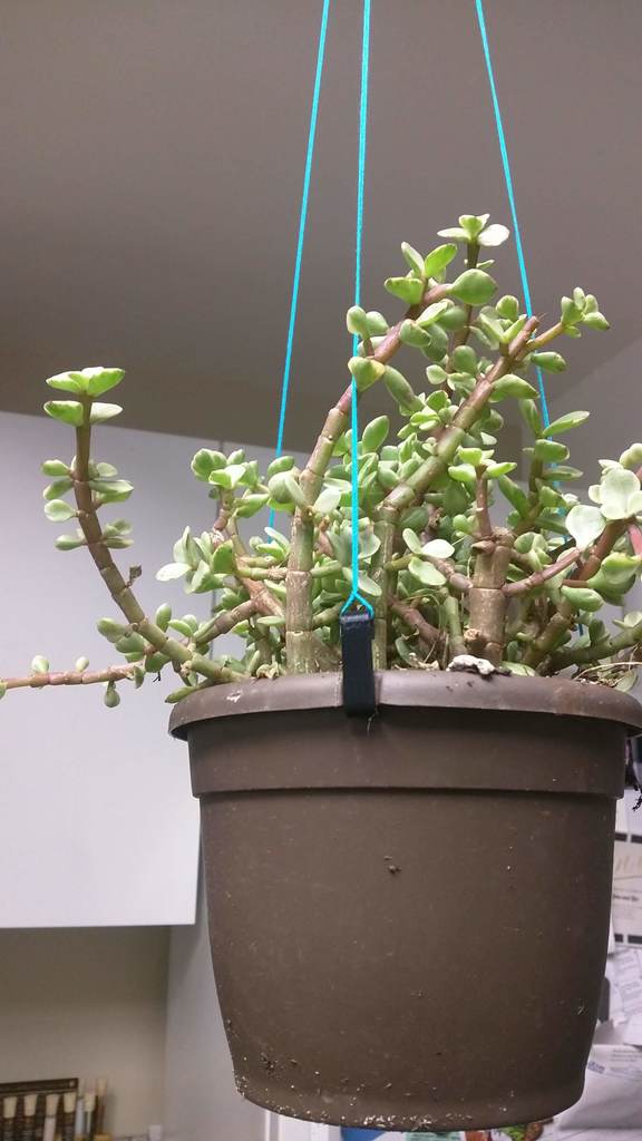 Potted Plant Hanging Clip