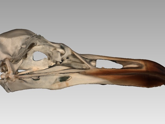 Skull of an European Gull (Larus argentatus)