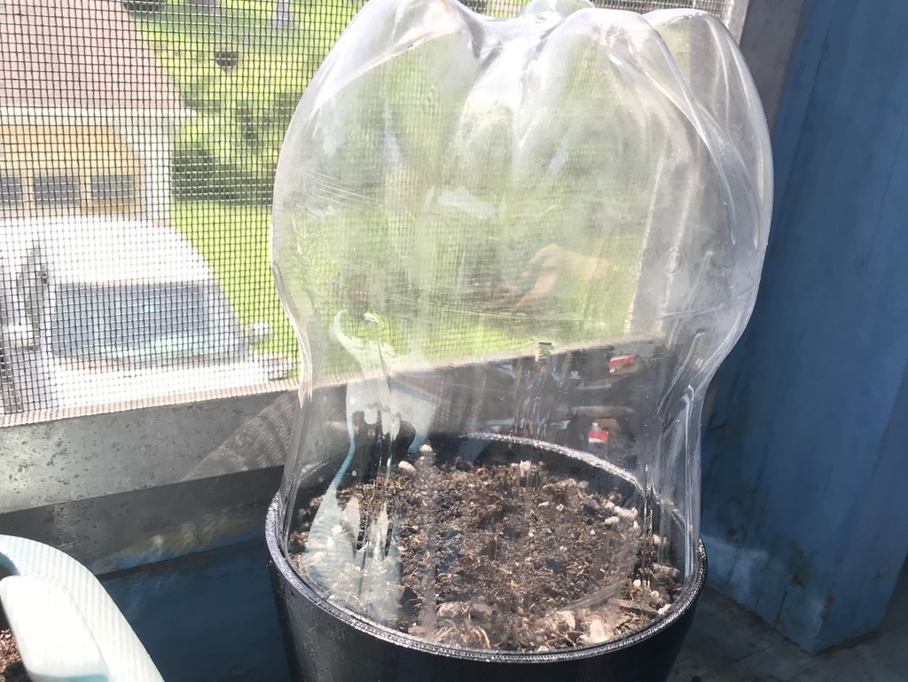 Seedling or Clone humidity dome
