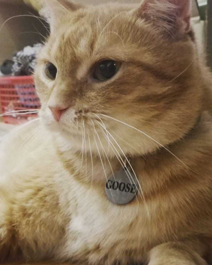 Goose cat tag from Captain Marvel
