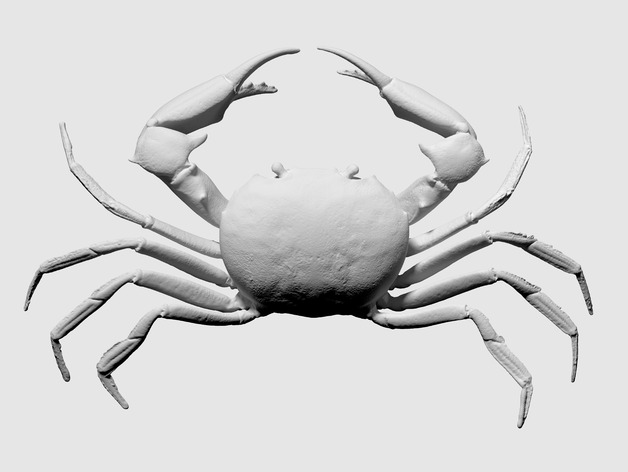 3D scan of a carcinoplax suruguensis crab