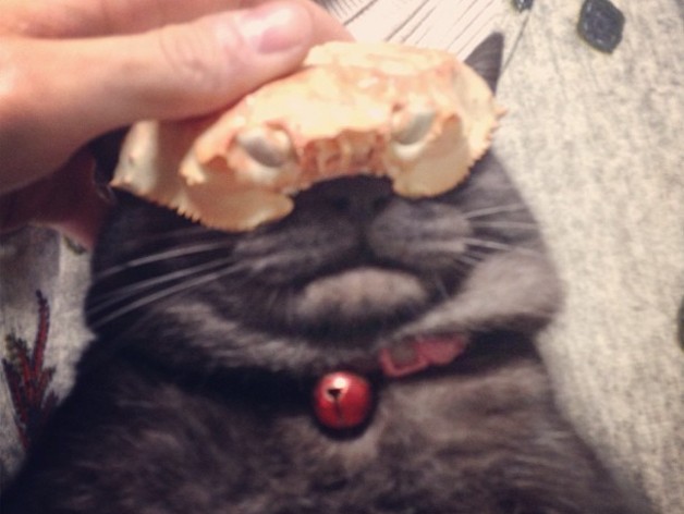 Cat Hat Made Â€‹Â€‹From The Shell Of A Crab
