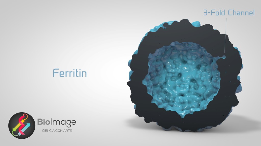 Ferritin - The Cellular Iron Storage