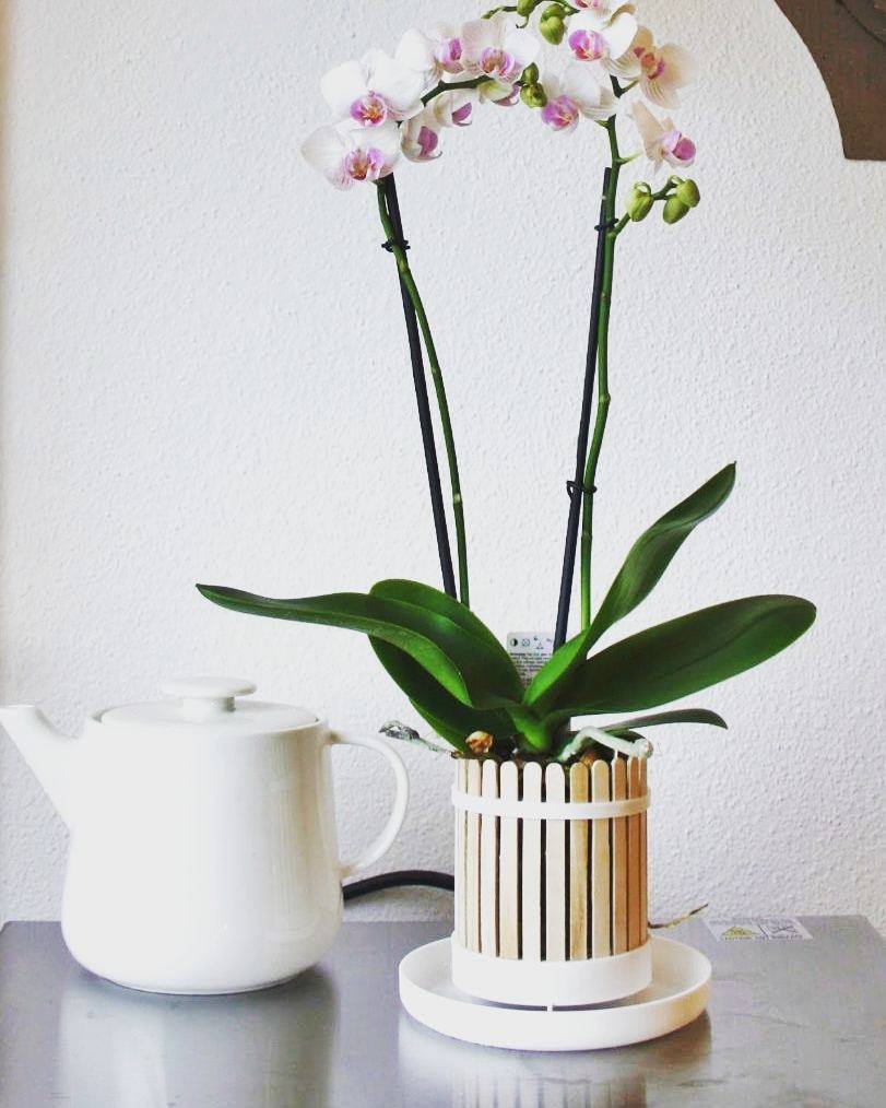 Popsicle pot (Orchid planter)