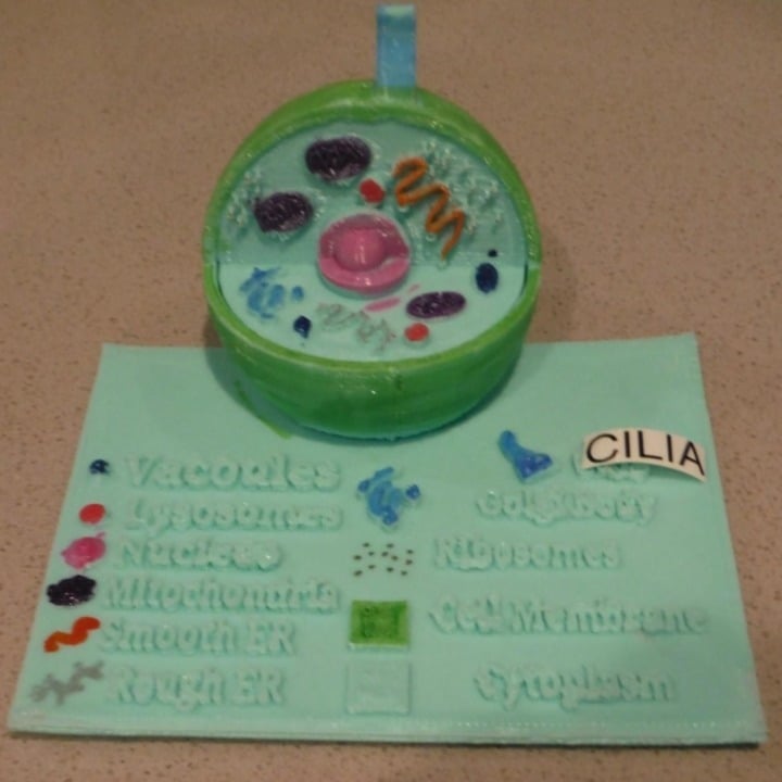 Animal Cell Model With Labels