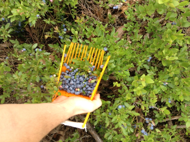 Blueberry rake