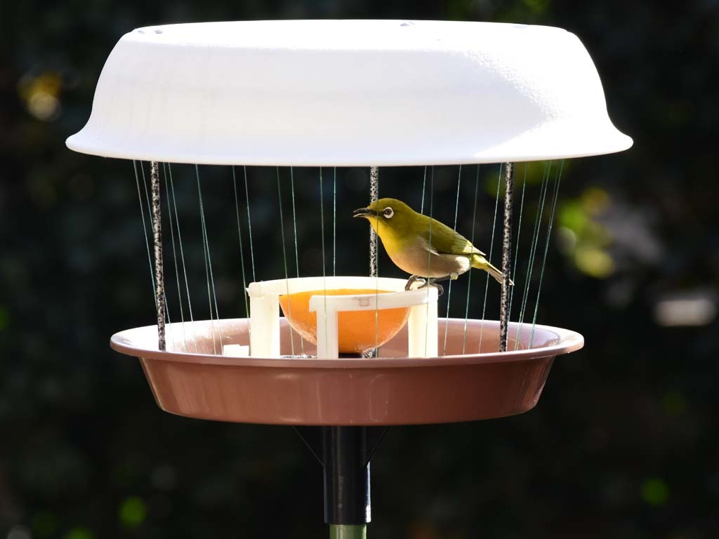Bird Food Table