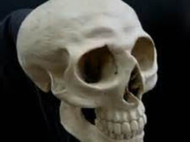 Human skull (size configurable)