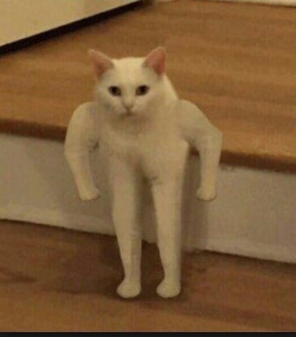 Bodybuilder Meme Cat (Standing) v1