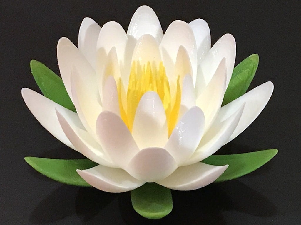 Water Lily or Lotus Flower