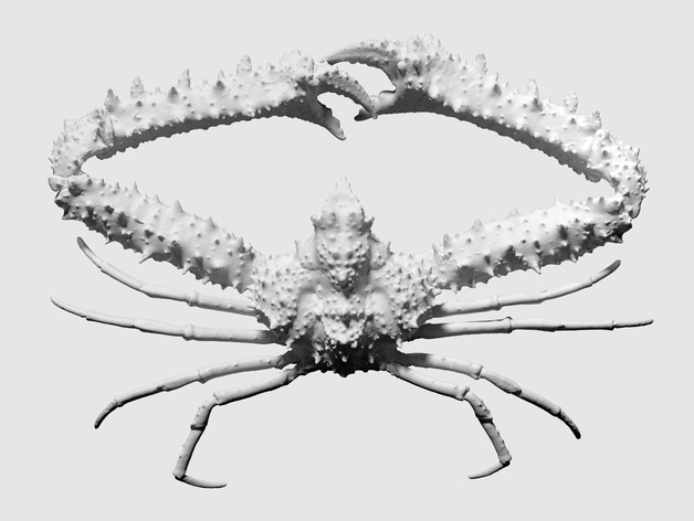 3D scan of an elbow crab