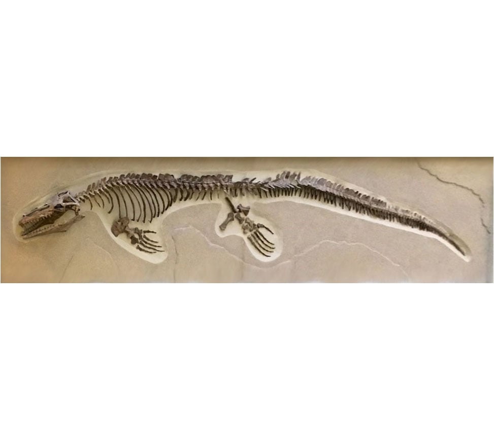 Mosasaurus Dinosaur Fossil (Complete)