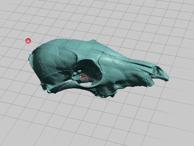 Juvenile Coyote Skull, NextEngine Scan