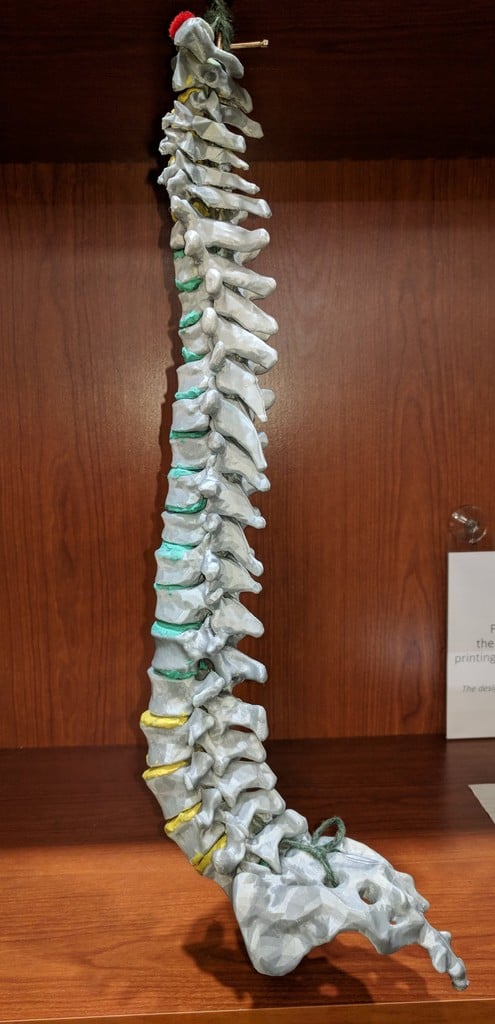 human thoracic vertebrae T1-T12