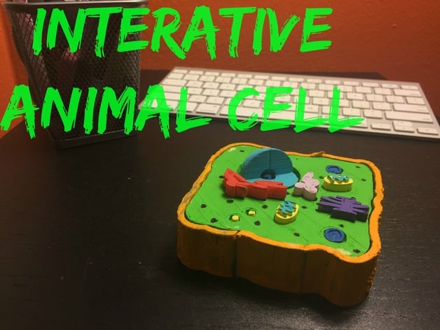 Multi-Layer Interactive Animal Cell