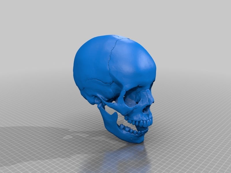 Human skull, anatomically correct and printer friendly **updated with jaw**  by dantana - Thingiverse