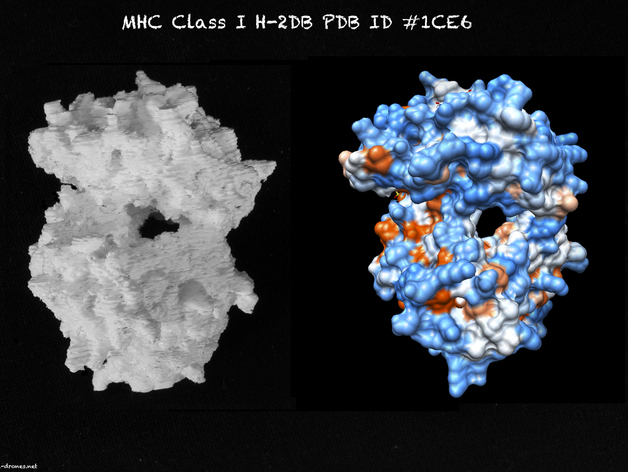 MHC CLASS I H-2DB COMPLEXED WITH A SENDAI VIRUS NUCLEOPROTEIN PEPTIDE