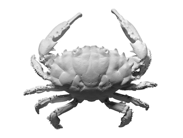 3D scan of a dark finger reef crab