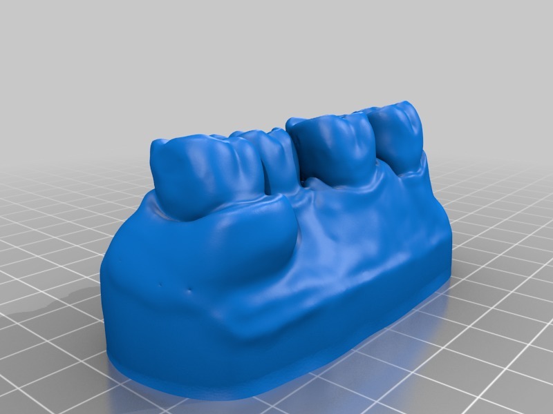 4 teeth model