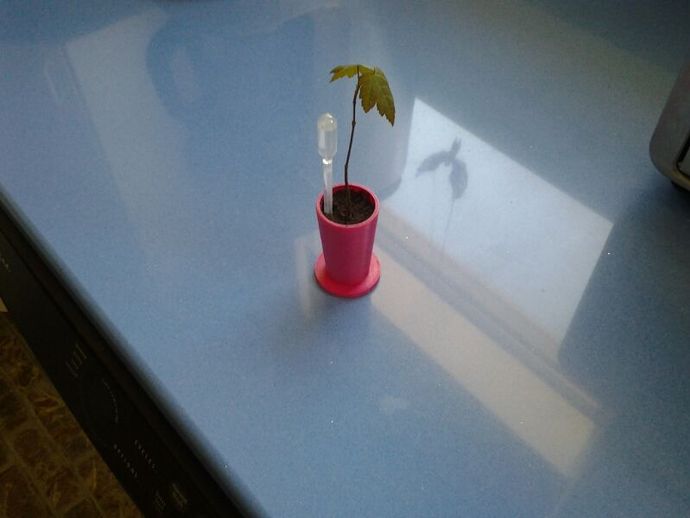 Tree seed starter Flower pot